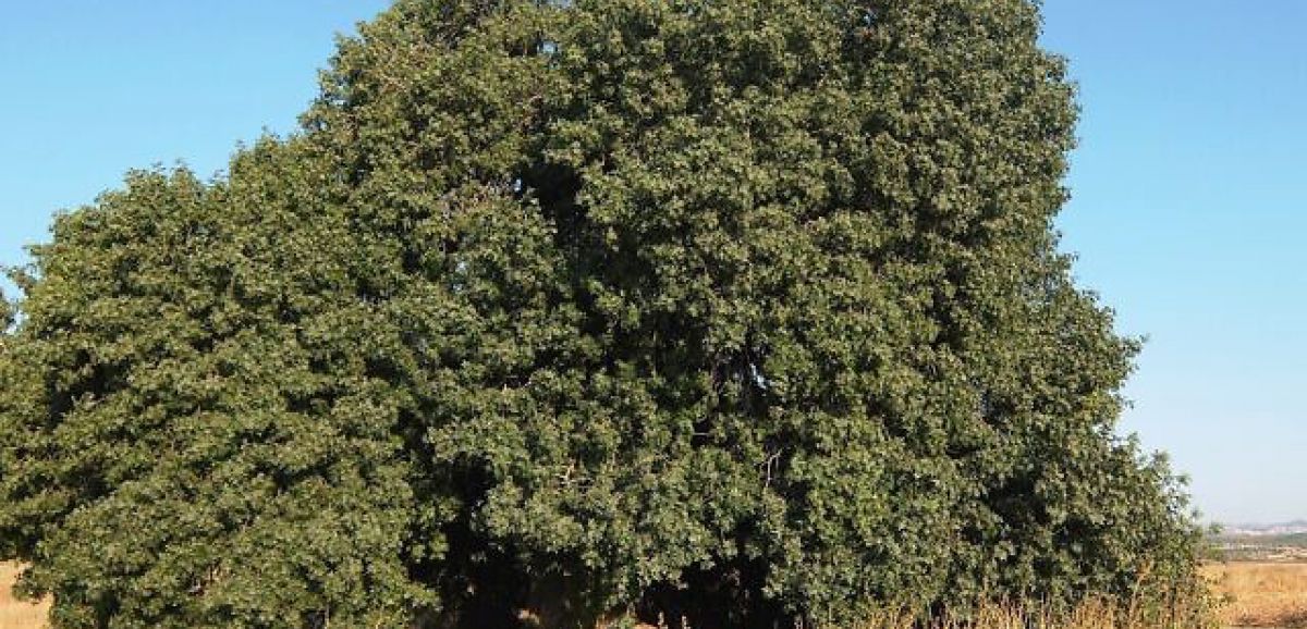 Israël compte planter 450 000 arbres d'ici 2040