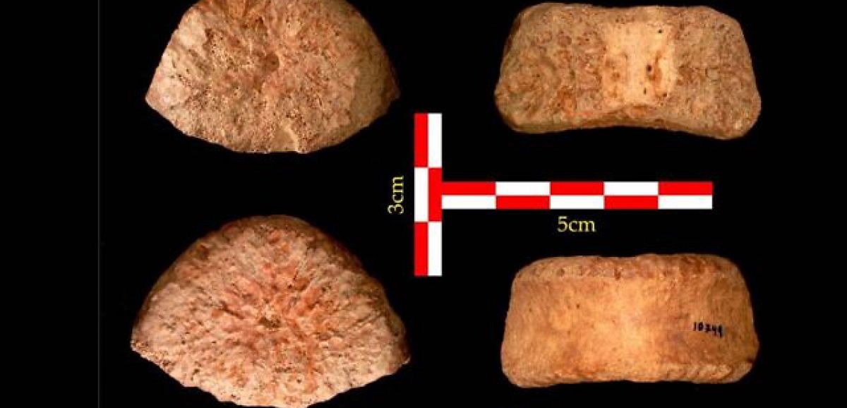 Israël : un os vieux d'1,5 million d'années met en lumière l'ancienne migration d'humains