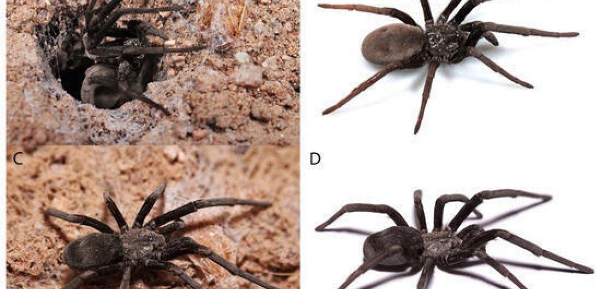 Une nouvelle espèce d'araignée découverte dans le sud d'Israël