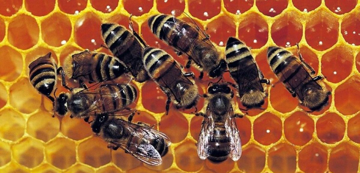 Des abeilles et des héros, la chronique de Jean-François Strouf