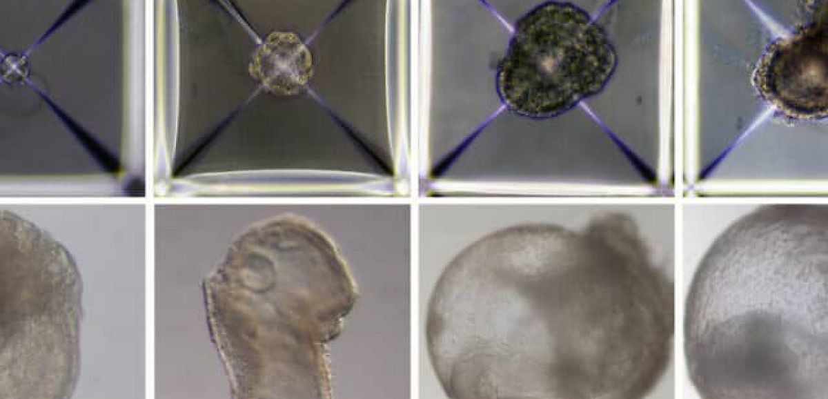 En utilisant uniquement des cellules cutanées, un laboratoire israélien fabrique des embryons synthétiques de souris