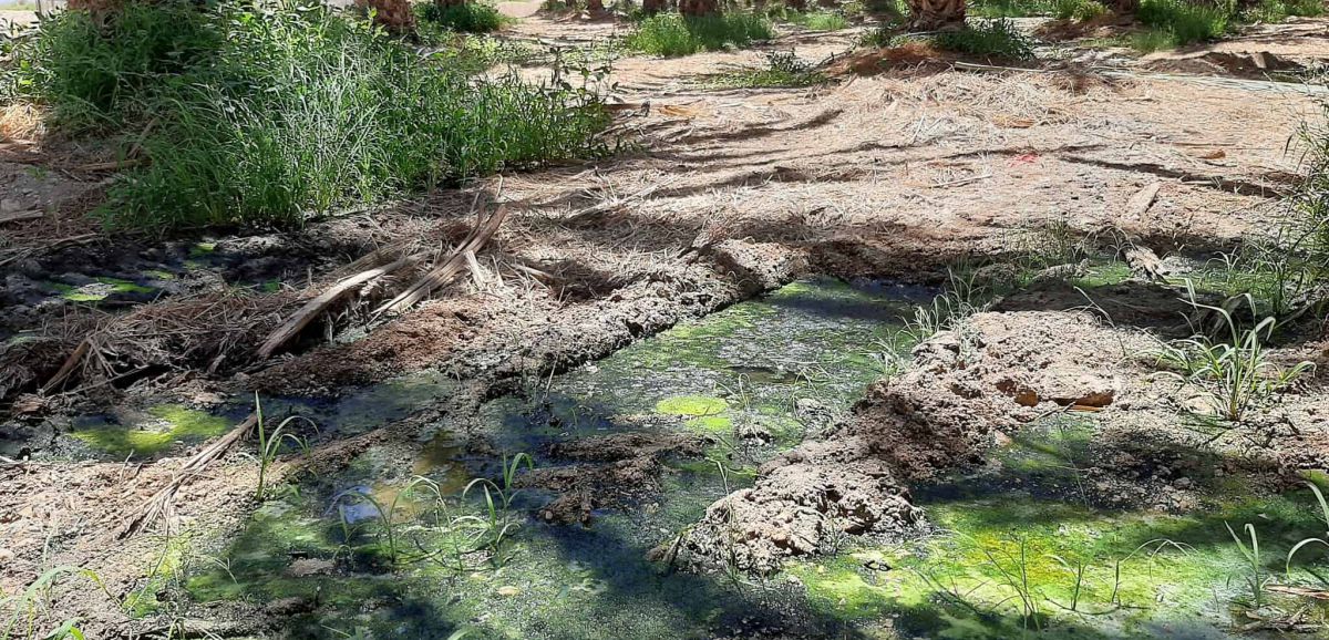 Des moustiques porteurs du virus du Nil occidental identifiés près d'Eilat