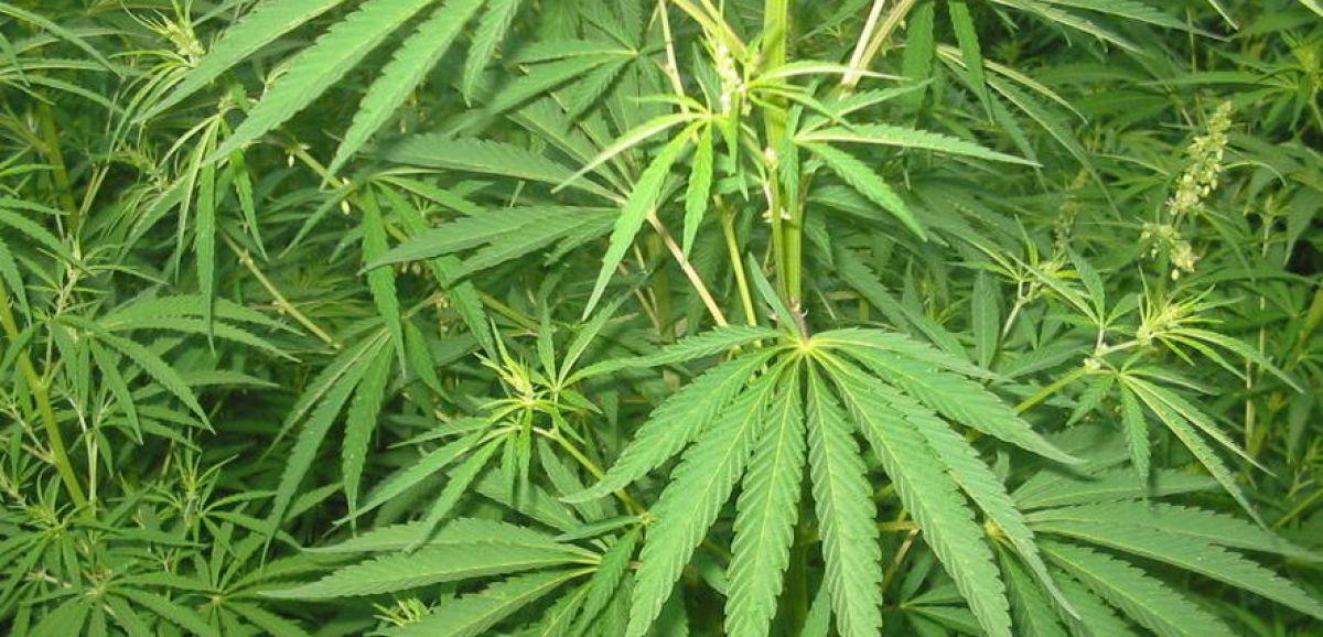 La Knesset vote pour faire avancer la légalisation du cannabis