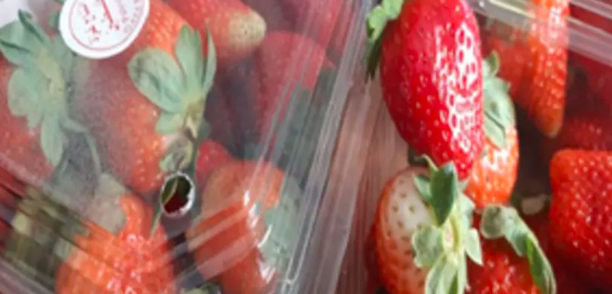 Plusieurs tonnes de fraises cultivées à Gaza exportées en Judée-Samarie