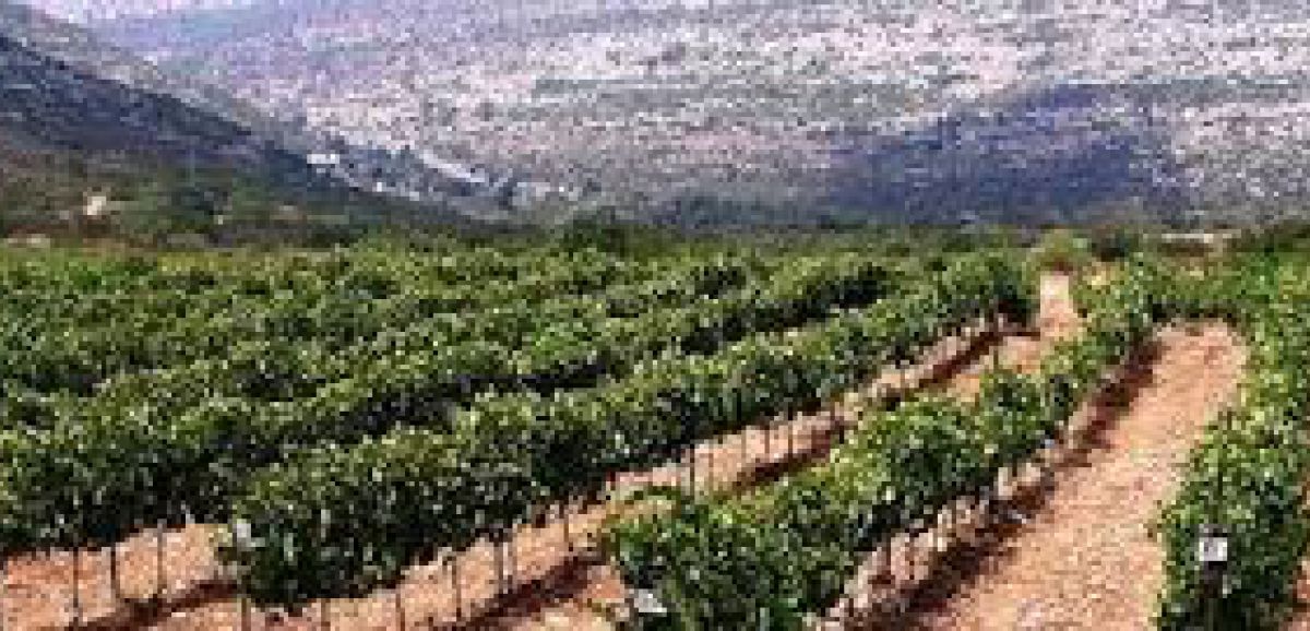 L'agriculture israélienne, symbole national, mais secteur en difficulté