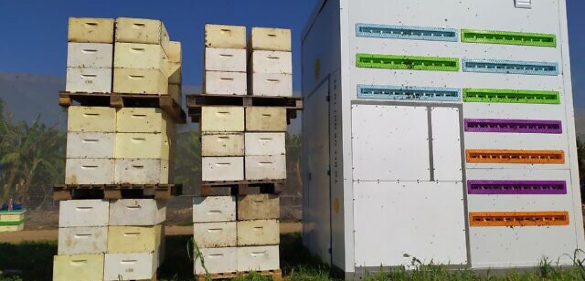 Une start-up israélienne invente des ruches robotisées pour préserver les abeilles