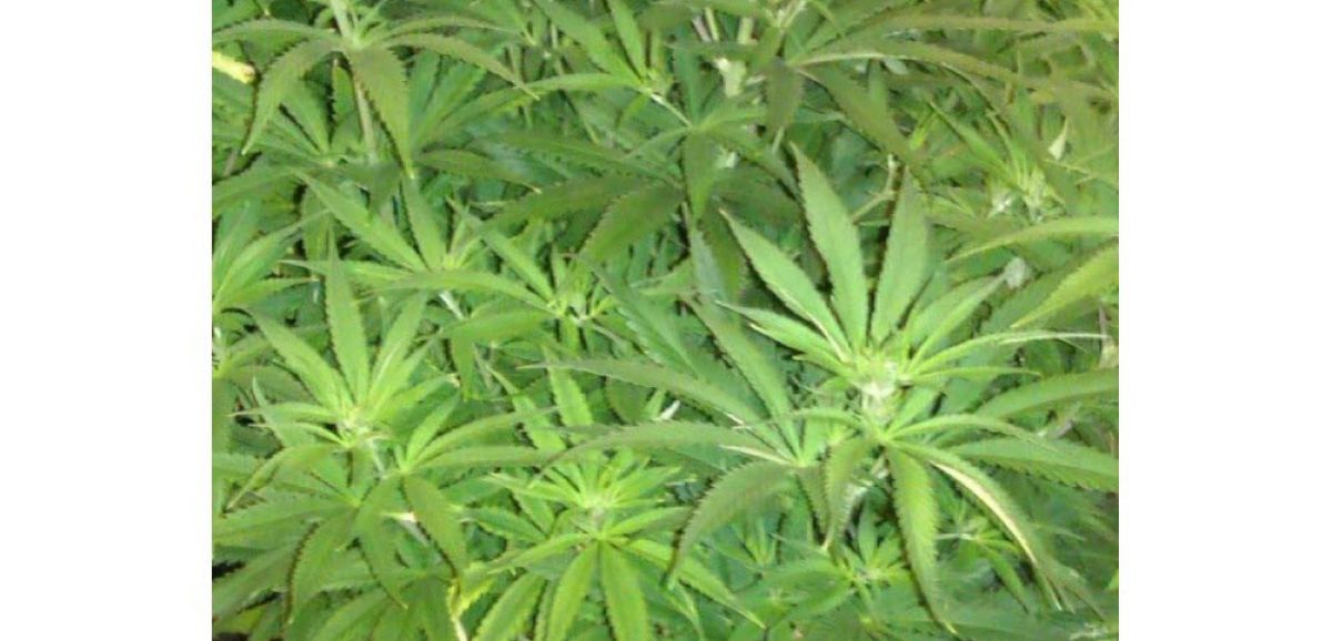 Le projet de loi sur la légalisation du cannabis médical passe en dernière lecture à la Knesset