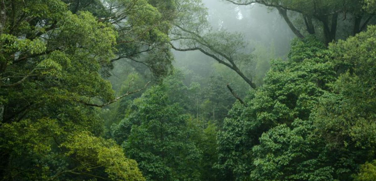 Les leaders de la COP26 s'engagent à mettre fin à la déforestation d'ici 2030