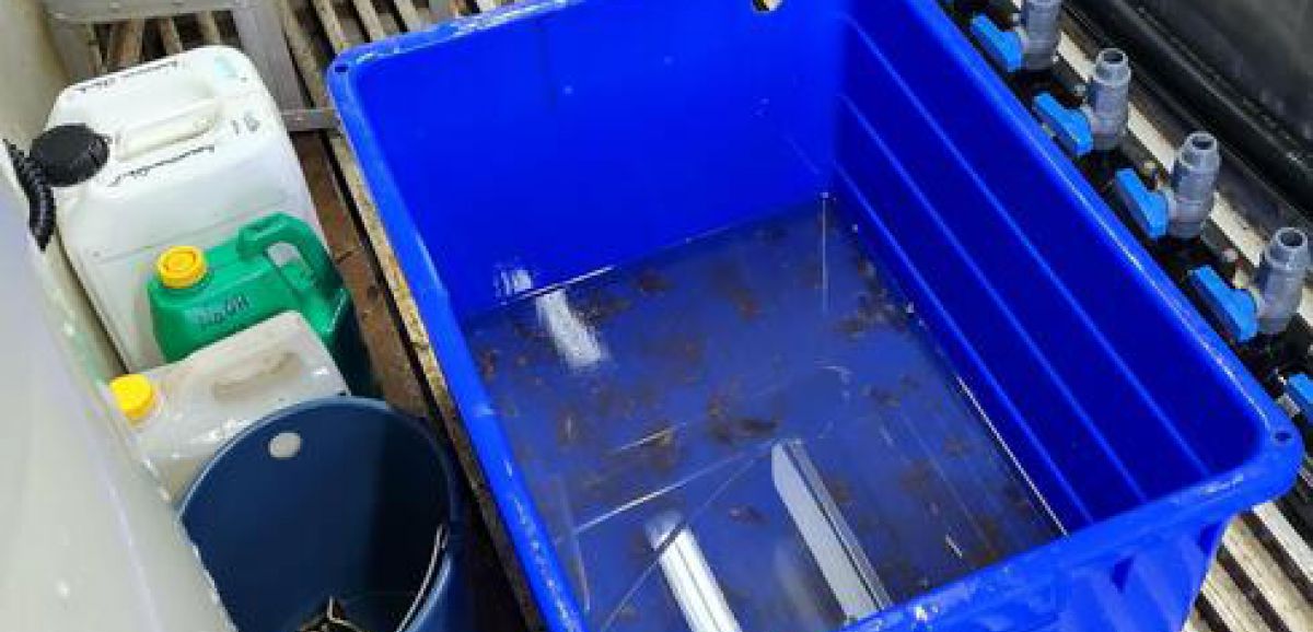 Un Israélien tente de faire passer en contrebande des centaines de homards d'Écosse