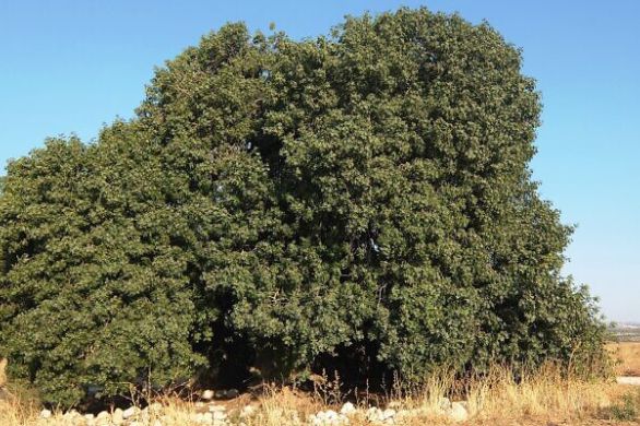Israël compte planter 450 000 arbres d'ici 2040