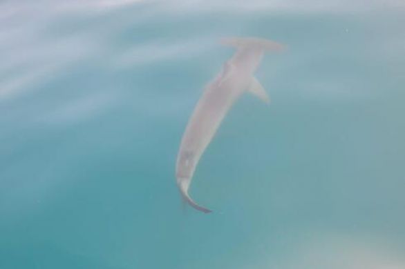 Un requin marteau observé au large des côtes israéliennes, un fait rare