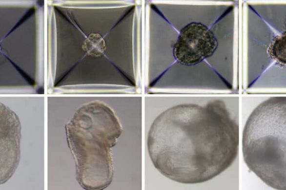 En utilisant uniquement des cellules cutanées, un laboratoire israélien fabrique des embryons synthétiques de souris