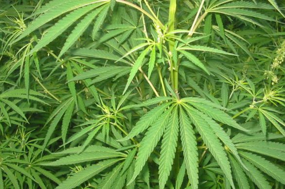La Knesset vote pour faire avancer la légalisation du cannabis