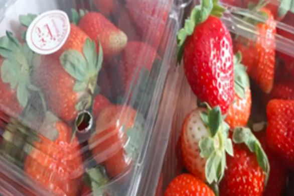Plusieurs tonnes de fraises cultivées à Gaza exportées en Judée-Samarie