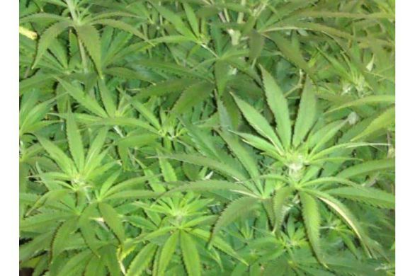 Le projet de loi sur la légalisation du cannabis médical passe en dernière lecture à la Knesset