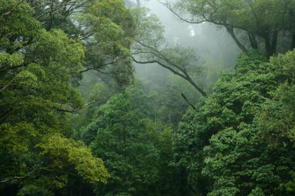 Les leaders de la COP26 s'engagent à mettre fin à la déforestation d'ici 2030